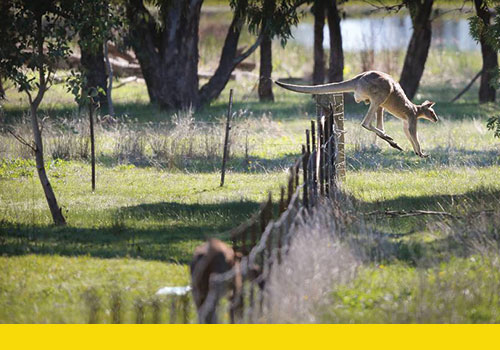 Kangaroo Jumping Fence